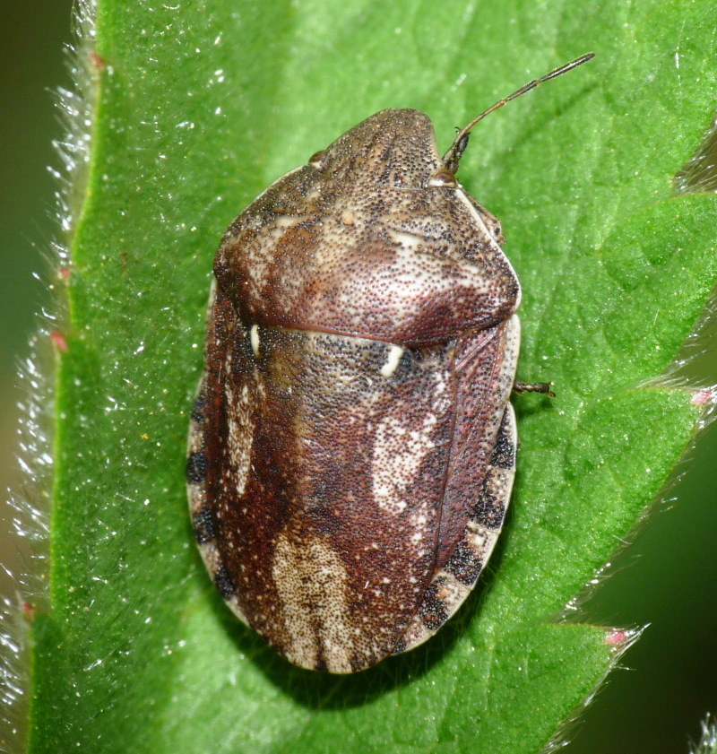 Scutelleridae di Livorno: Eurygaster maura